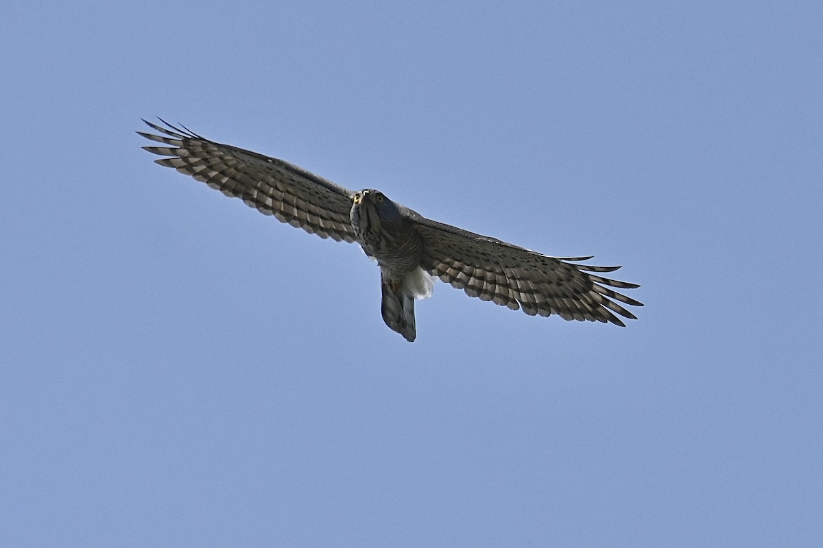 Crested Goshawk - ML616350682