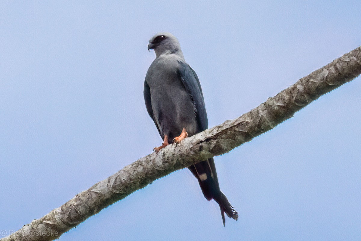 Plumbeous Kite - ML616350687