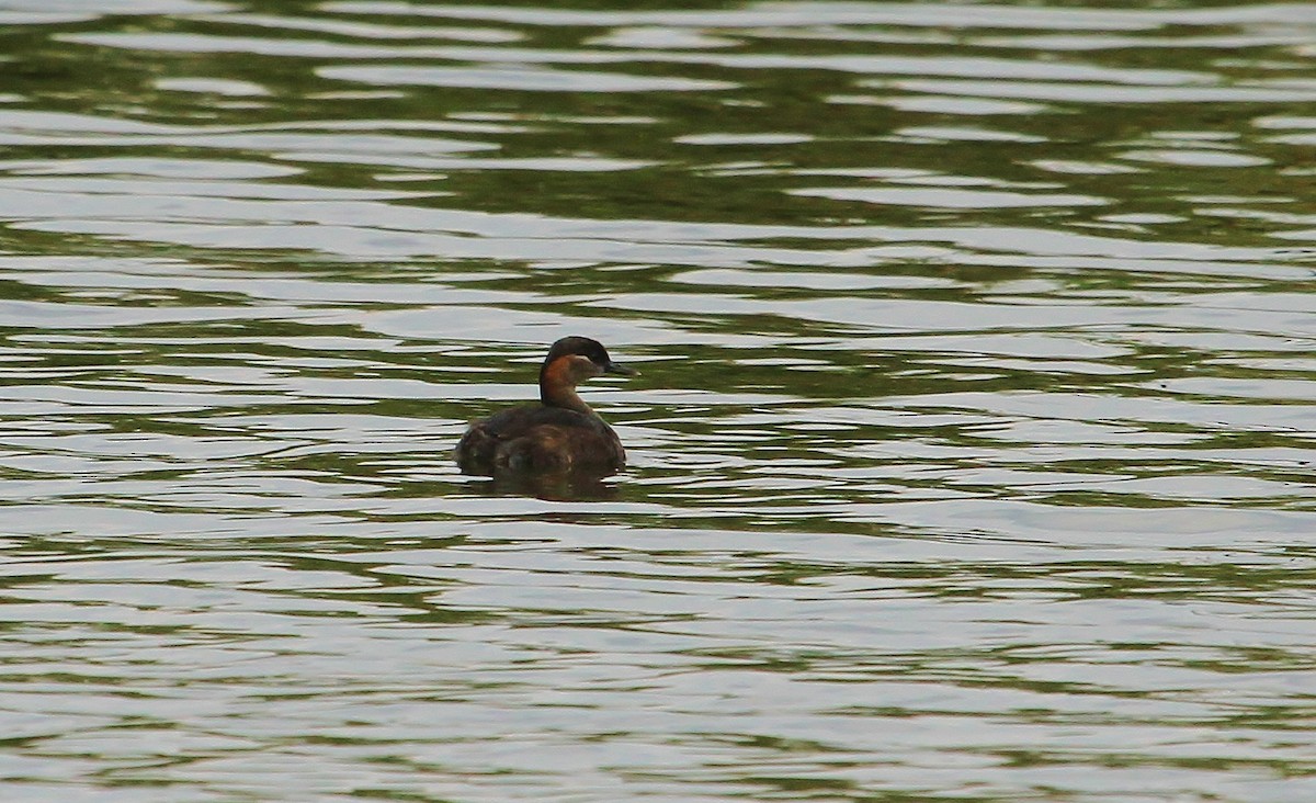 Madagascar Grebe - ML616350702