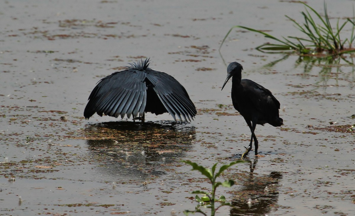 Black Heron - ML616350725