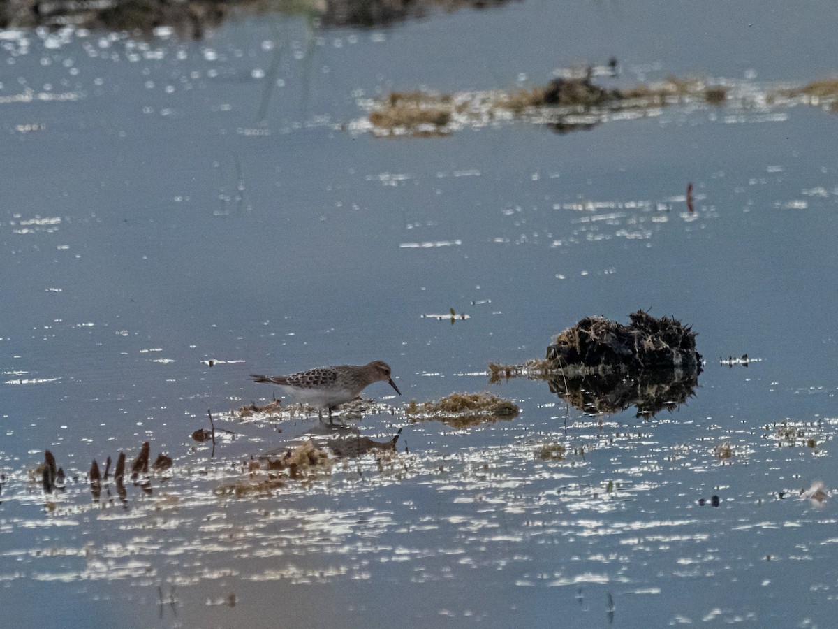 Baird's Sandpiper - ML616350743