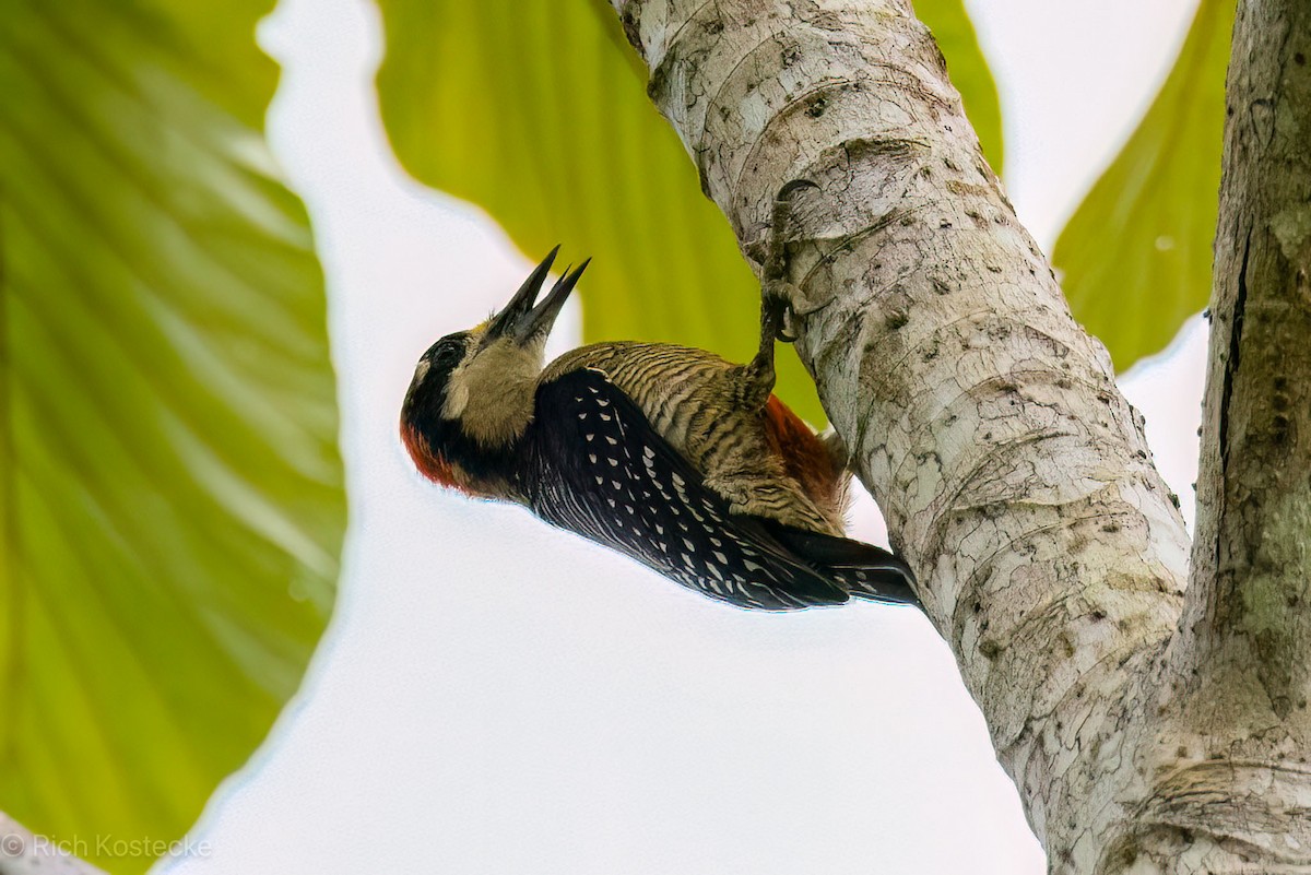 Black-cheeked Woodpecker - Rich Kostecke