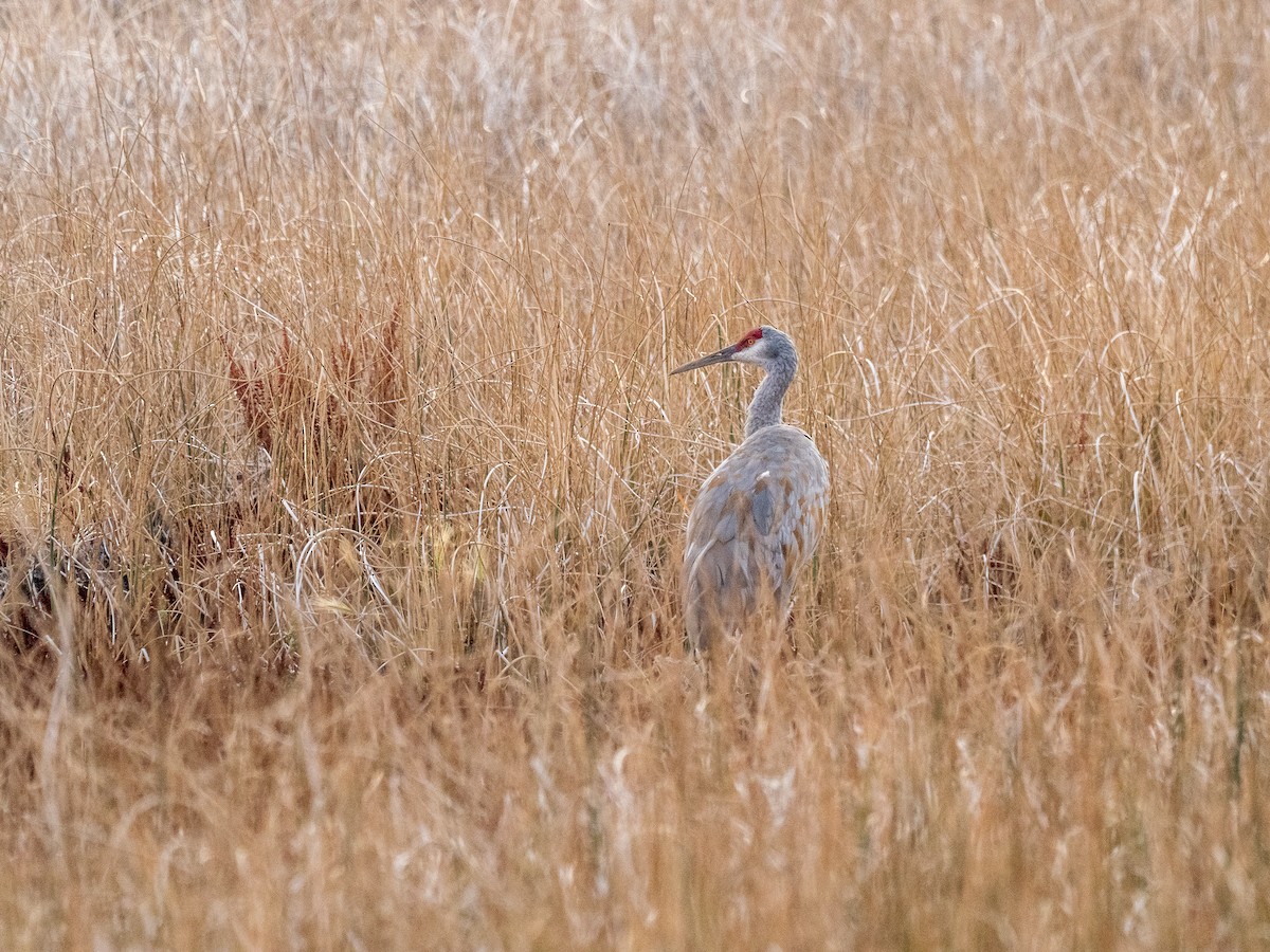 Sandhill Crane - ML616350773