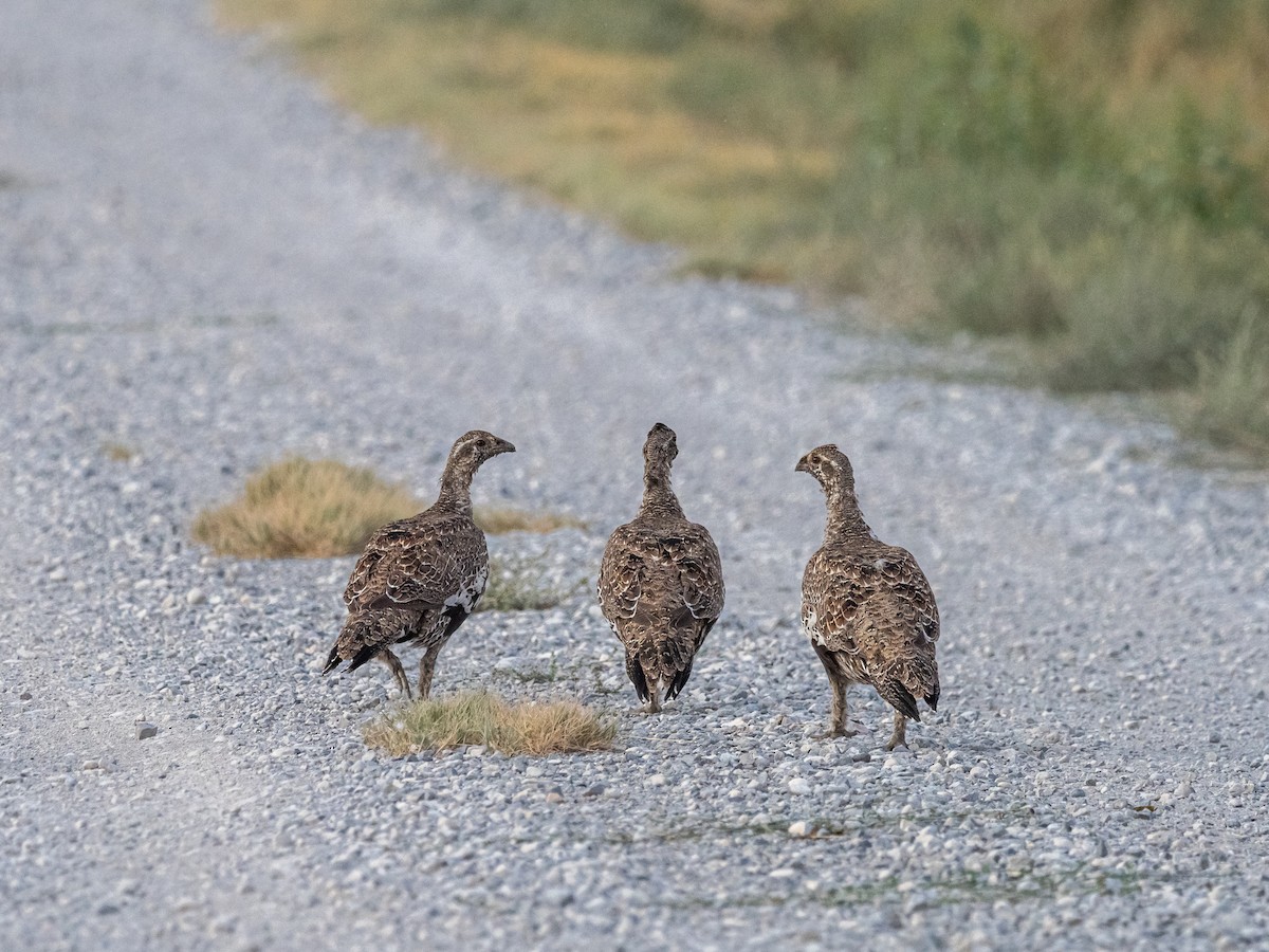 Greater Sage-Grouse - ML616350776