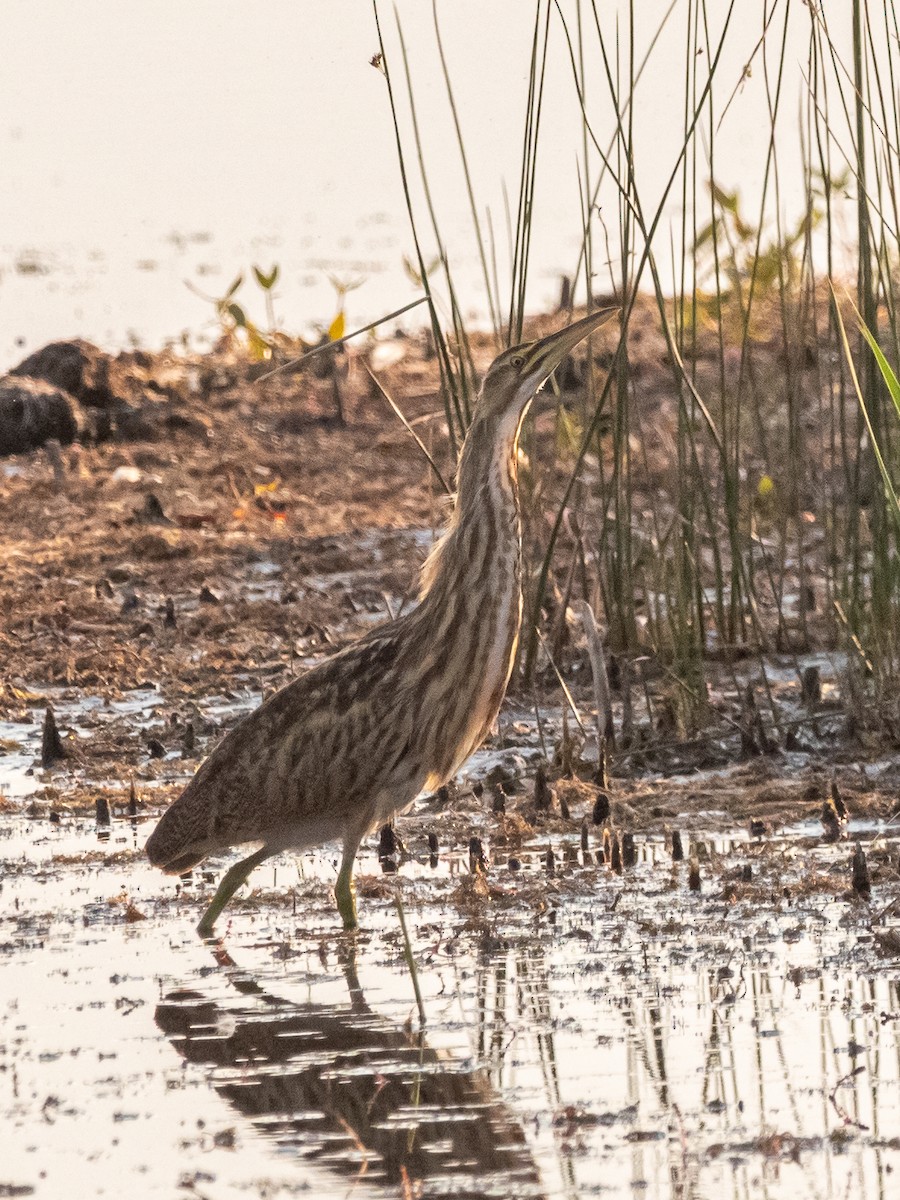 American Bittern - ML616350777