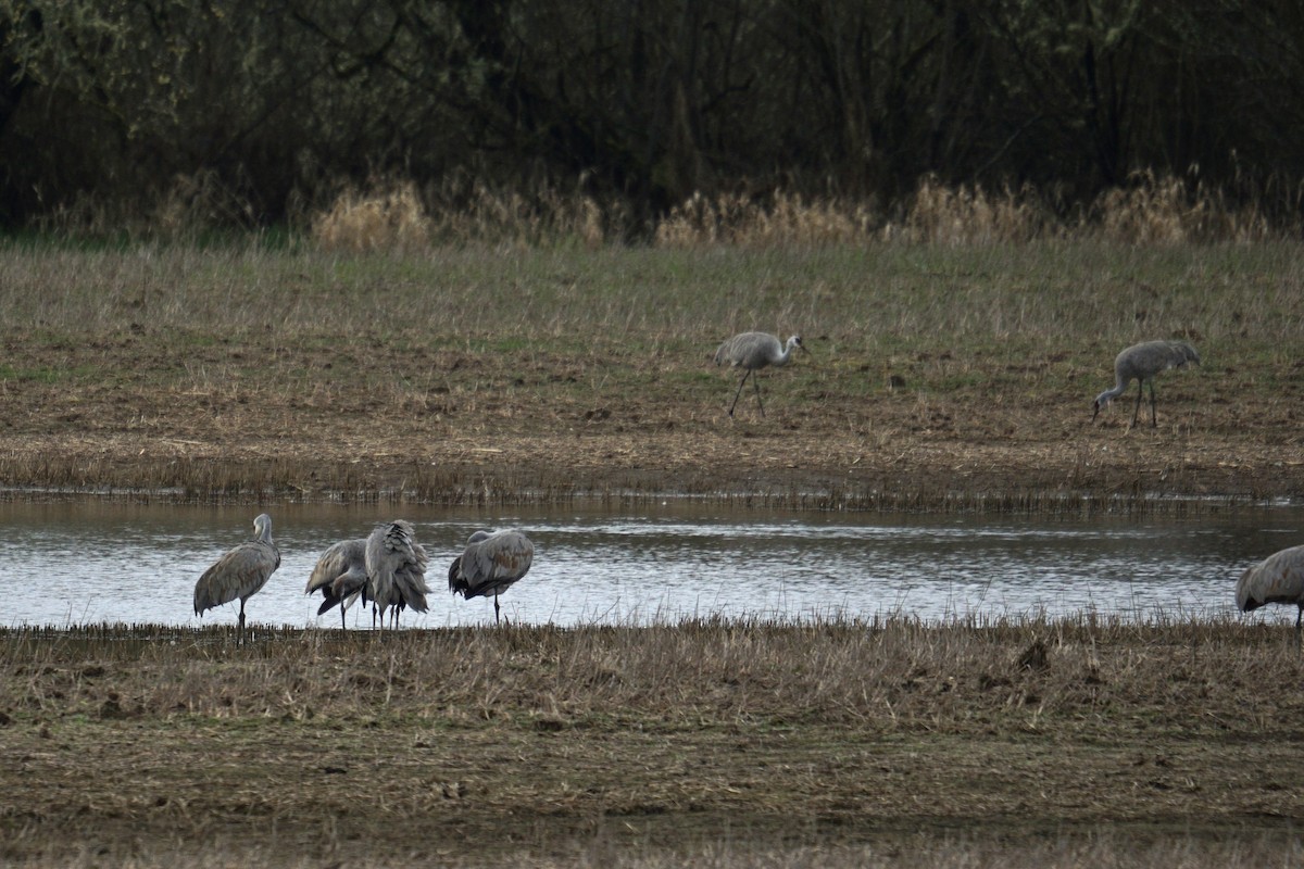 jeřáb kanadský - ML616350779