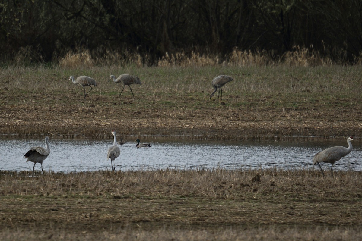 jeřáb kanadský - ML616350780