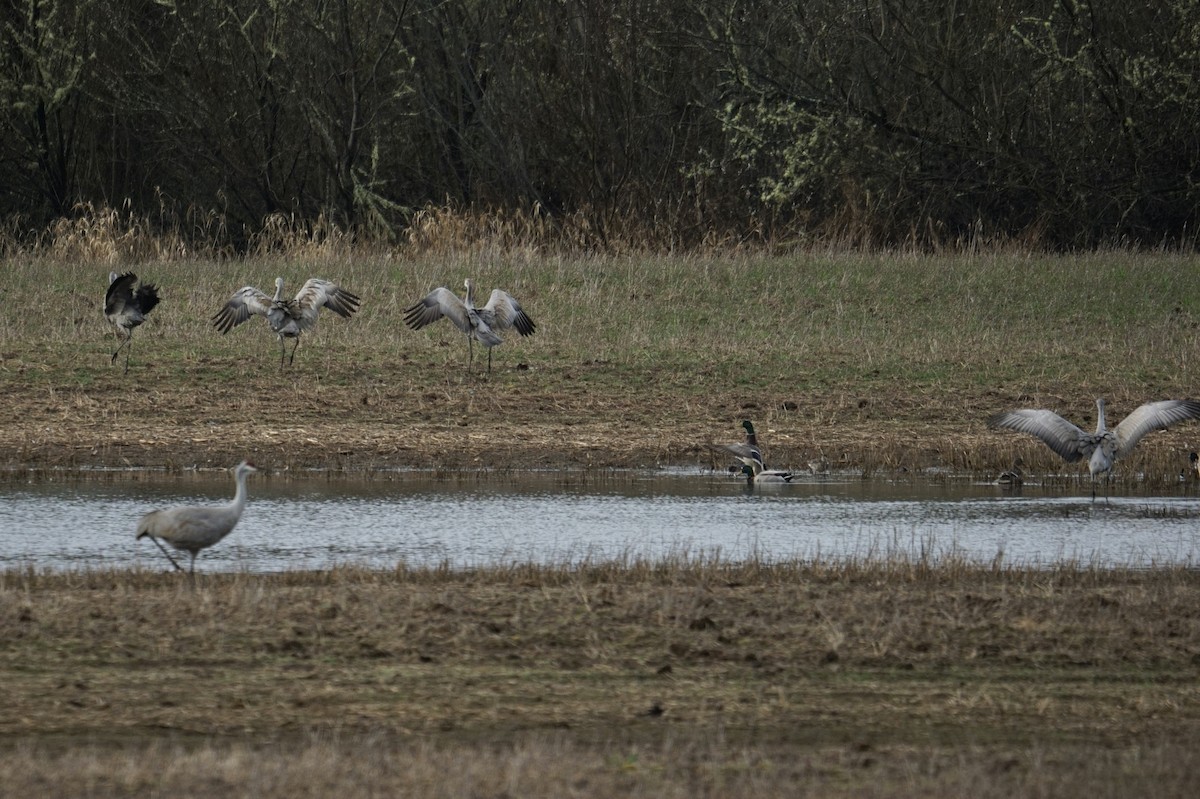 jeřáb kanadský - ML616350781