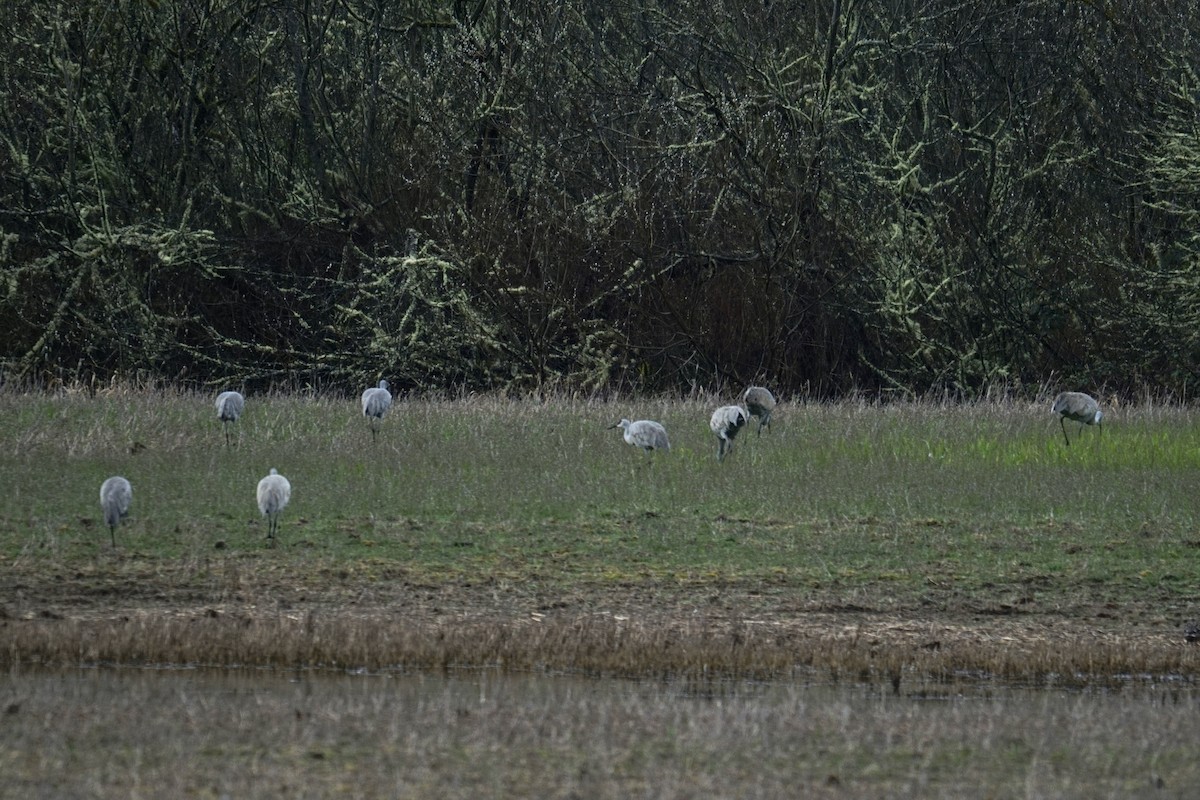 jeřáb kanadský - ML616350782