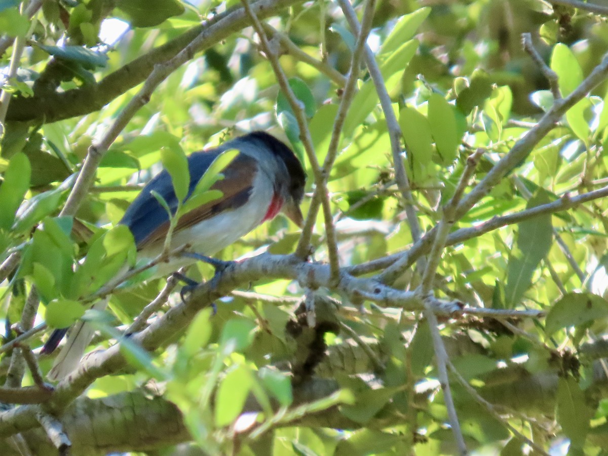 Rose-throated Becard - ML616350807