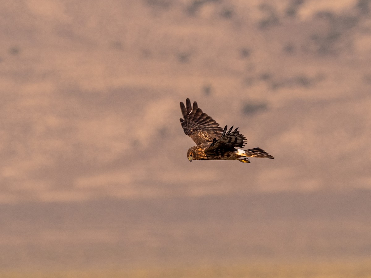 Northern Harrier - ML616350817