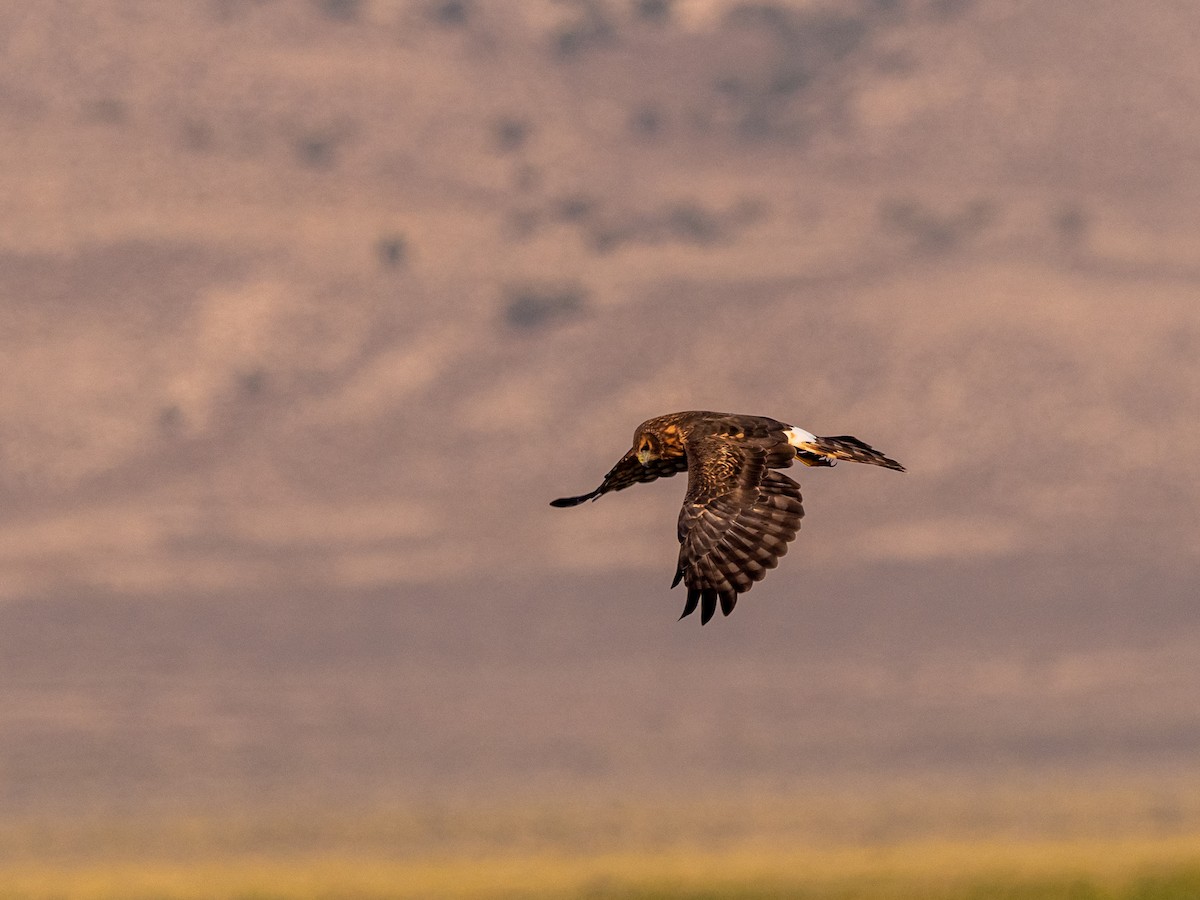 Northern Harrier - Darrell Lawson