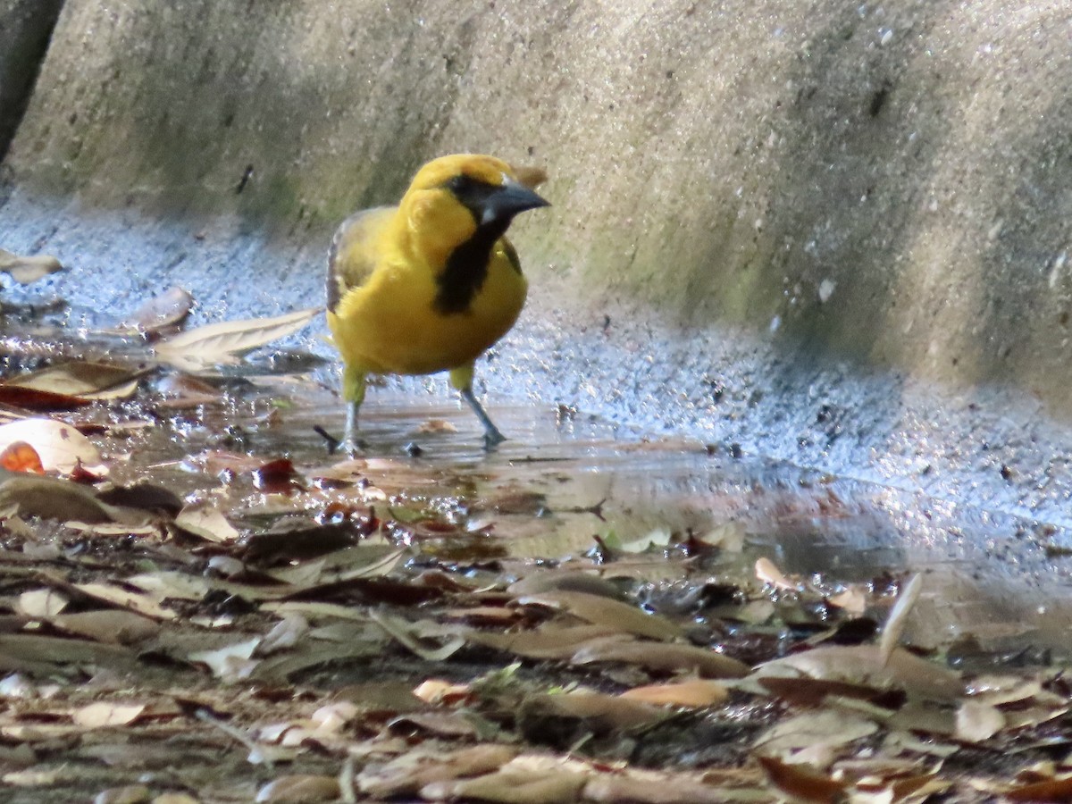 Oriole à gros bec - ML616350843