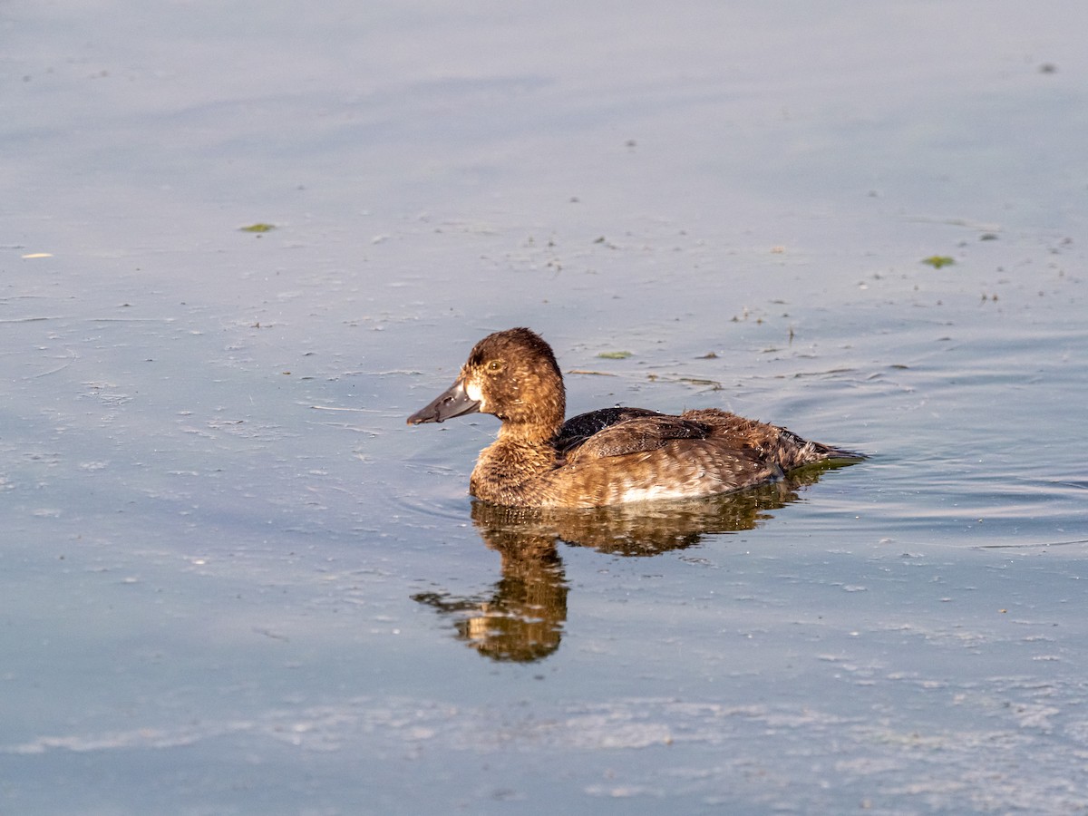 Lesser Scaup - Darrell Lawson