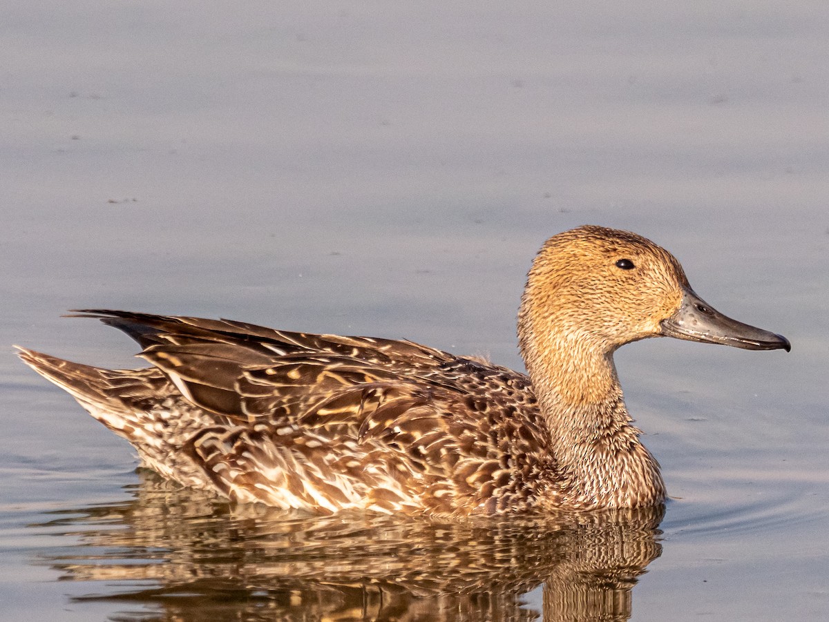 Cinnamon Teal - ML616350875