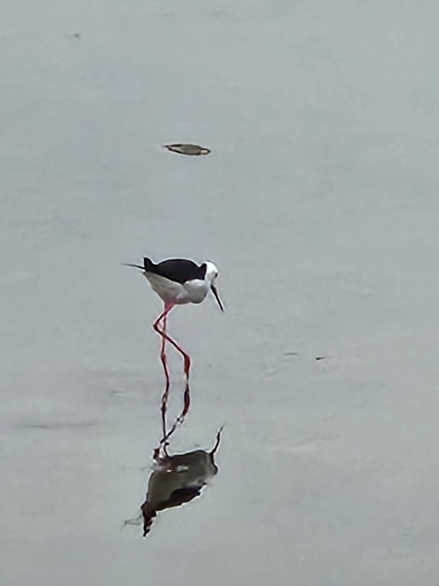 Pied Stilt - Alison Zerafa