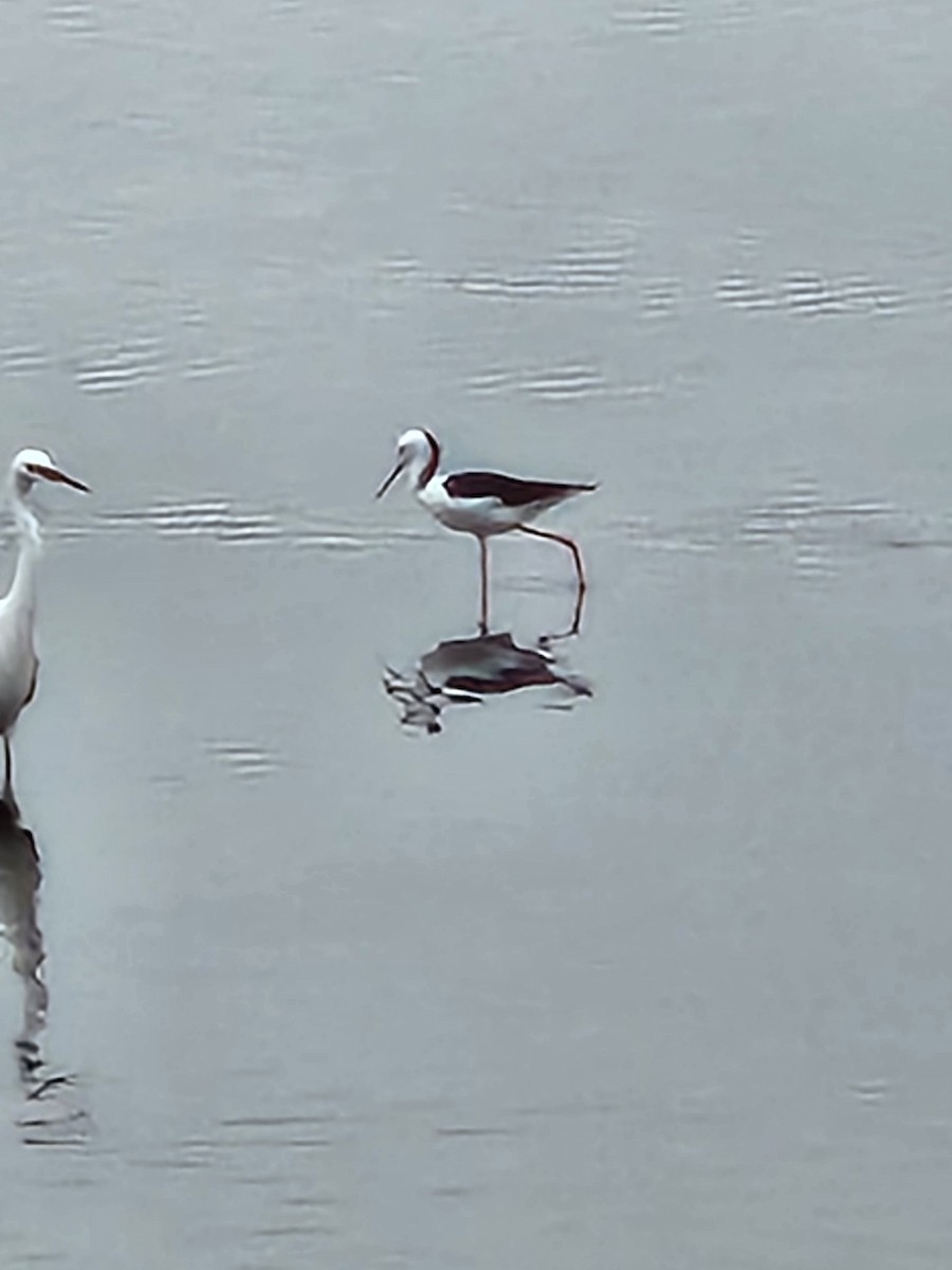 Pied Stilt - Alison Zerafa