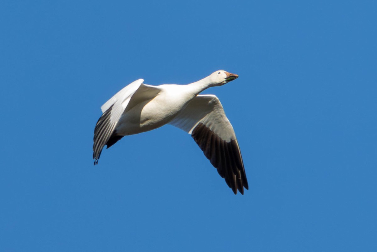 Snow Goose - ML616350902