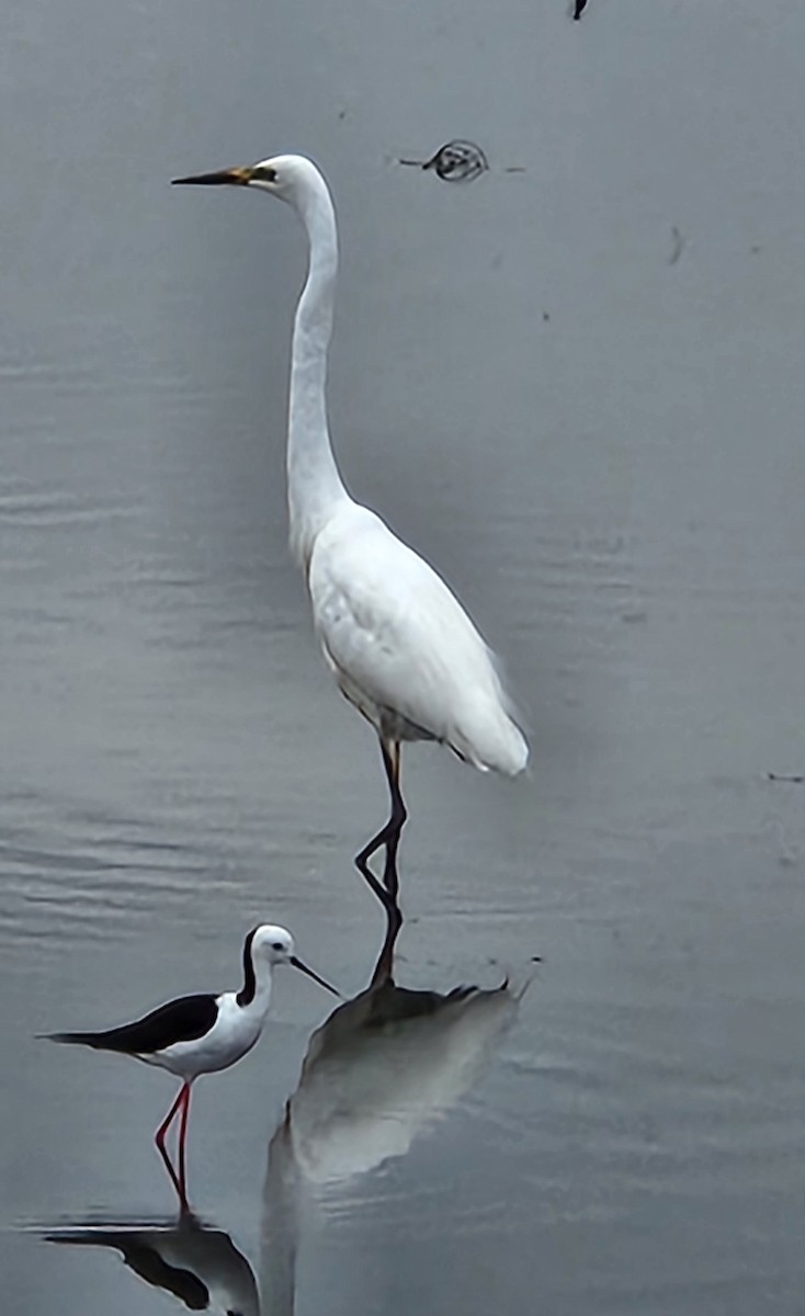 Great Egret - Alison Zerafa