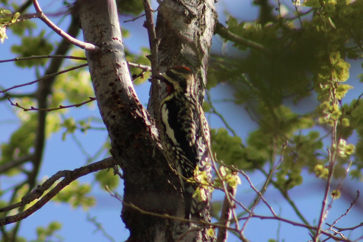 Yellow-bellied Sapsucker - ML616350935