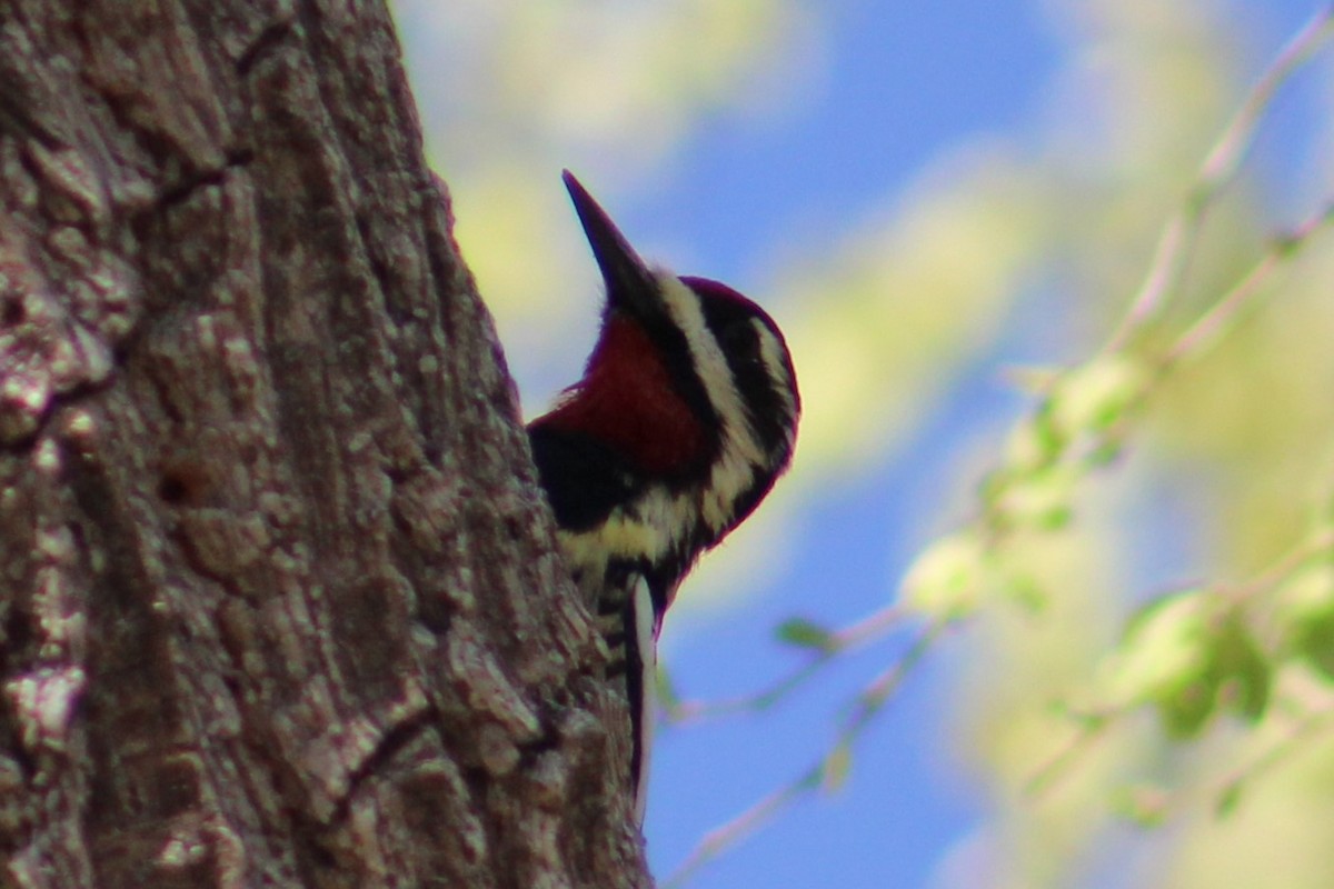 Yellow-bellied Sapsucker - ML616350937