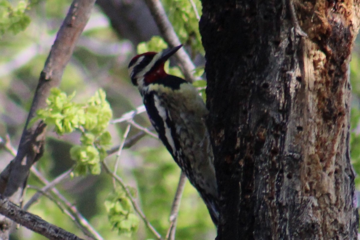 Yellow-bellied Sapsucker - ML616350938