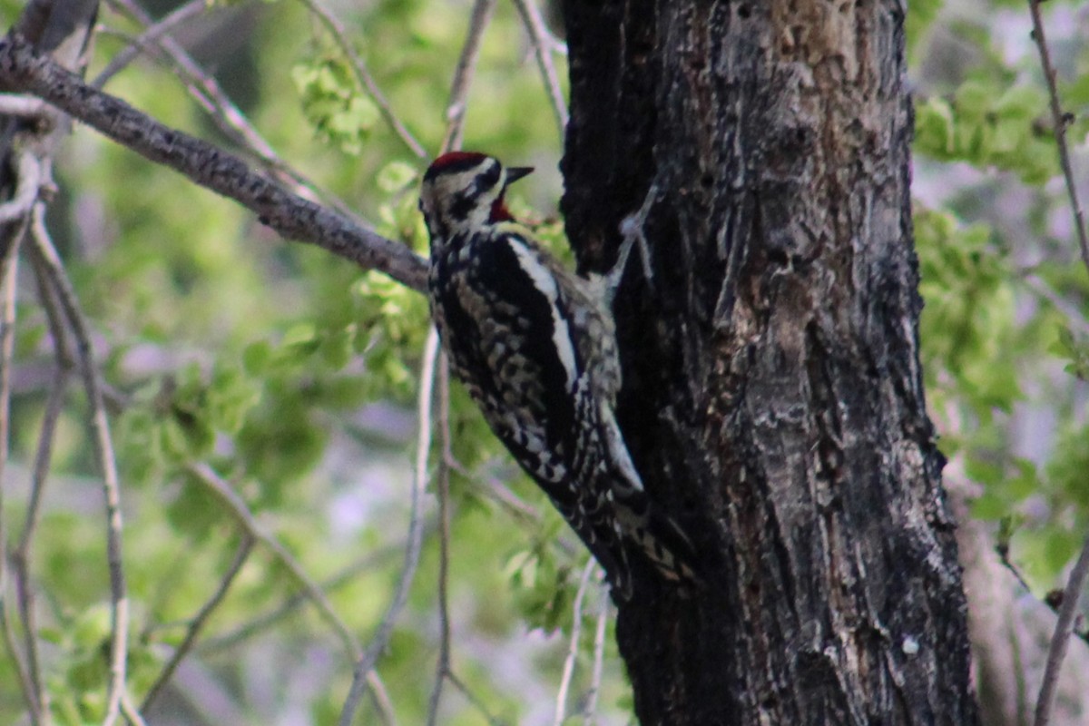 Yellow-bellied Sapsucker - ML616350940