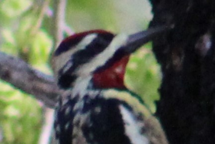 Yellow-bellied Sapsucker - ML616350942