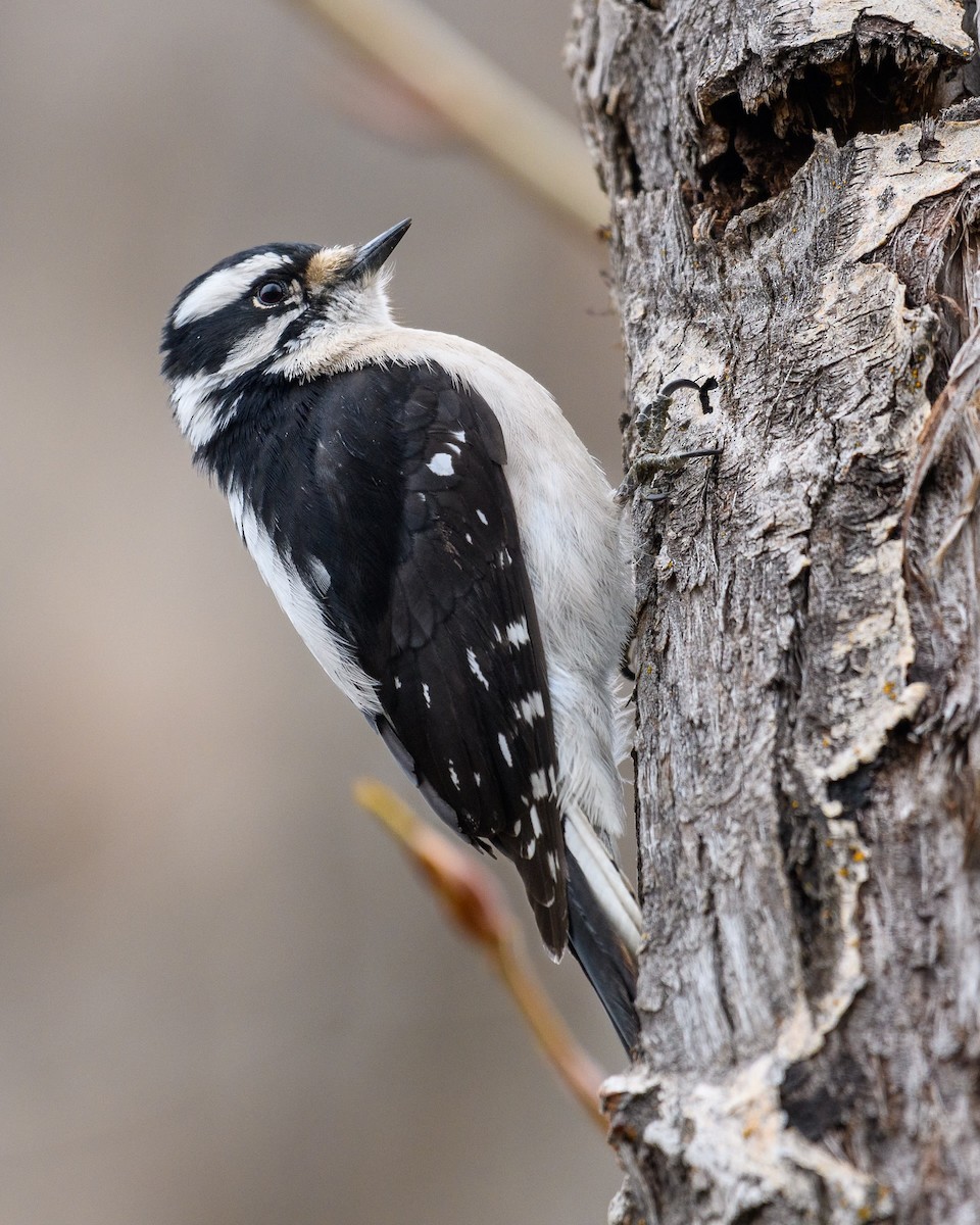 Downy Woodpecker - ML616351011