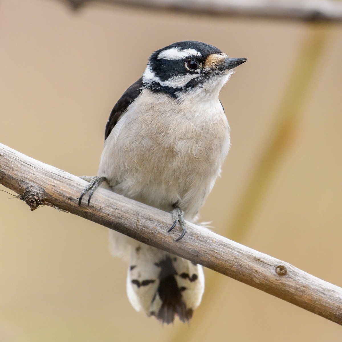 Downy Woodpecker - Markus Weilmeier