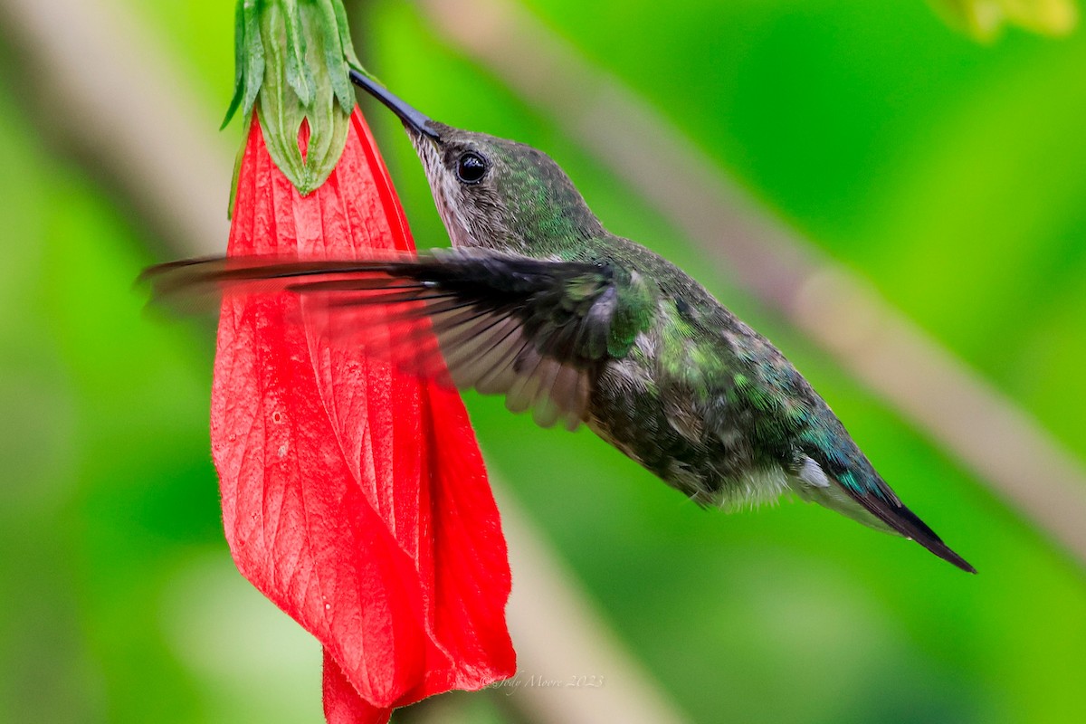 Vervain Hummingbird - ML616351100