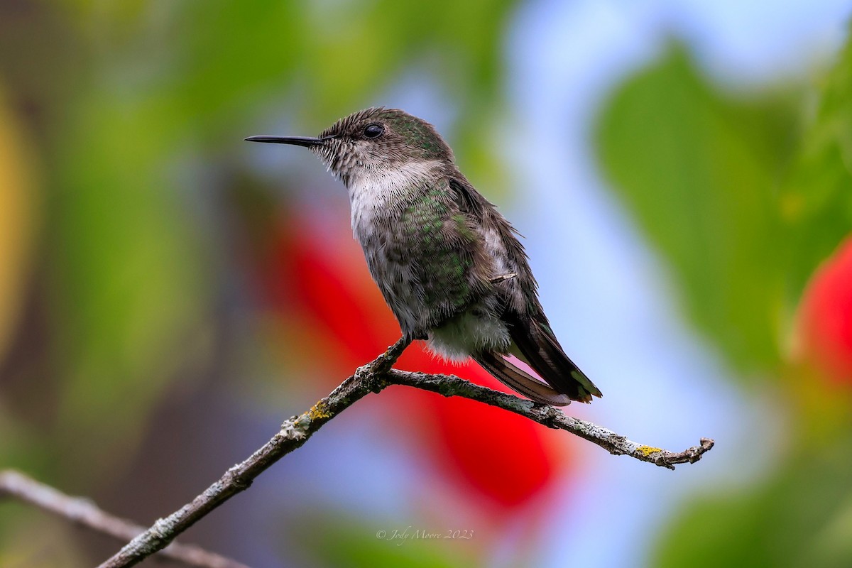 Vervain Hummingbird - Jody Moore