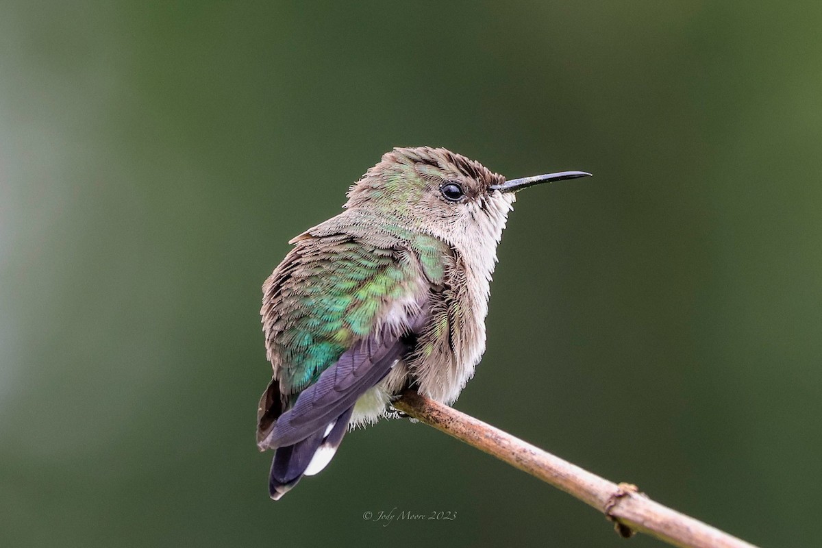 Vervain Hummingbird - ML616351102