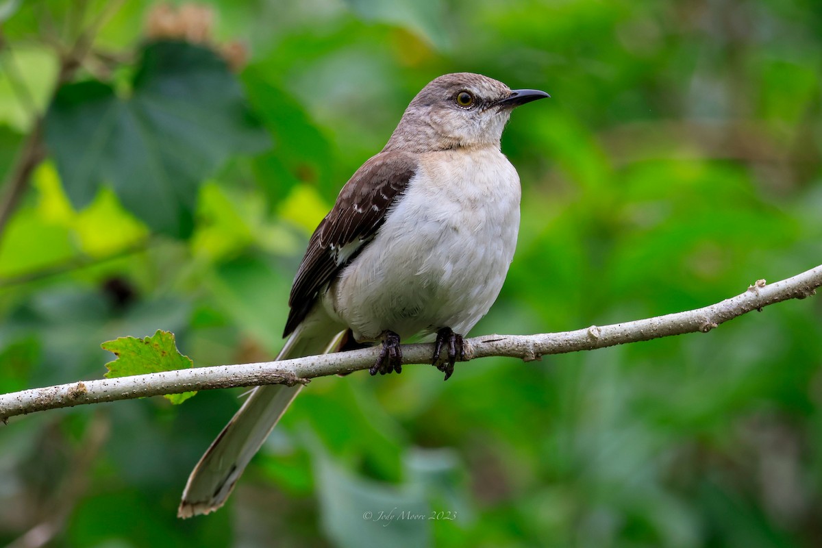 Northern Mockingbird - ML616351109