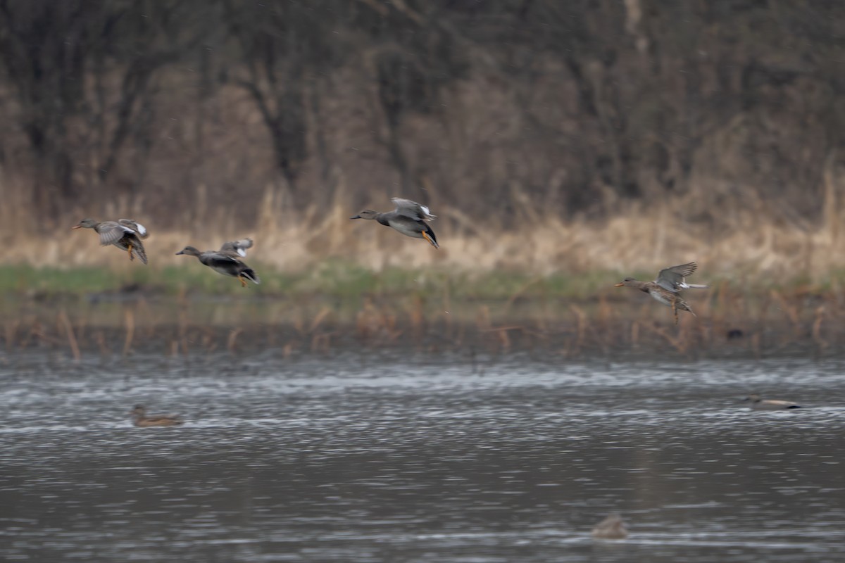 Gadwall - Phillip Stosberg