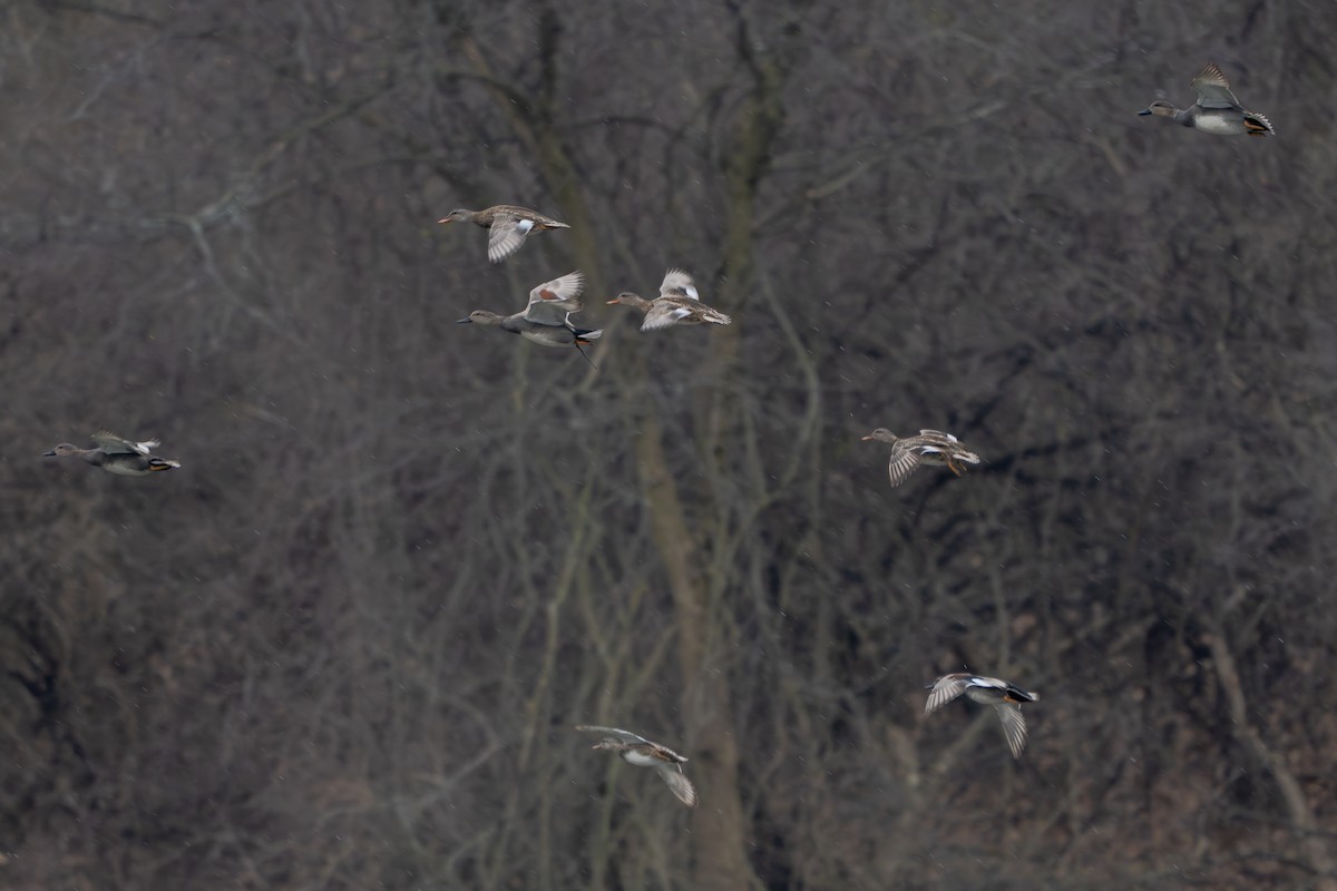 Gadwall - ML616351156