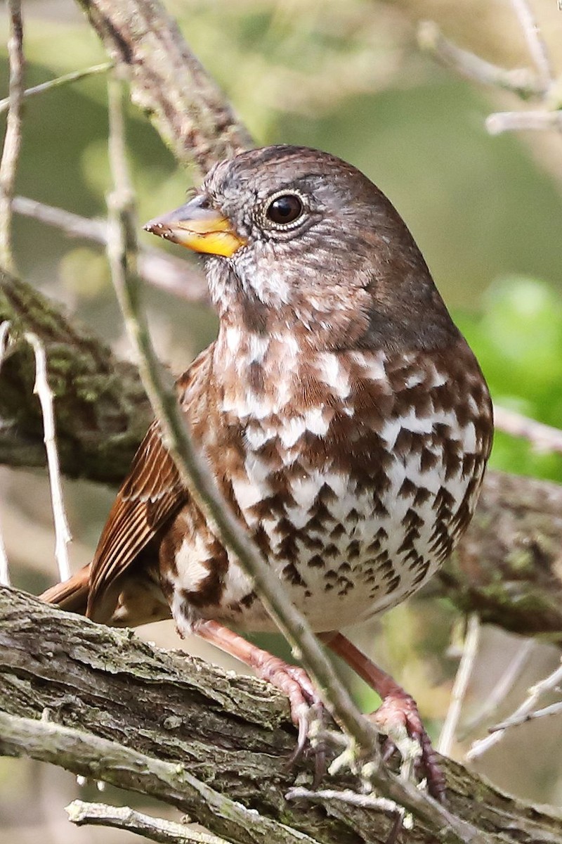 Fox Sparrow - Don Sterba