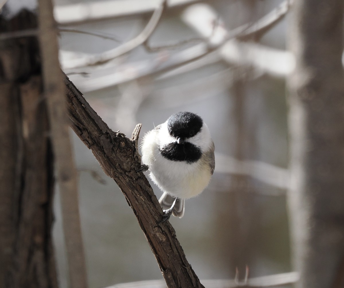 Black-capped Chickadee - ML616351182