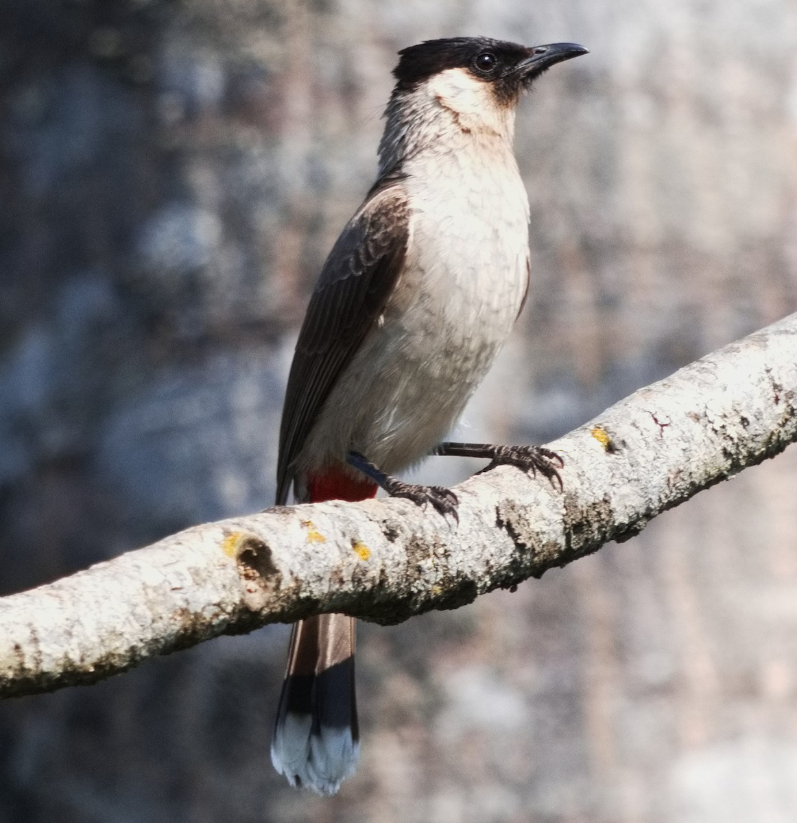 Sooty-headed Bulbul - ML616351220