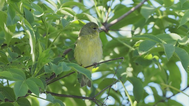 Lesser Goldfinch - ML616351243