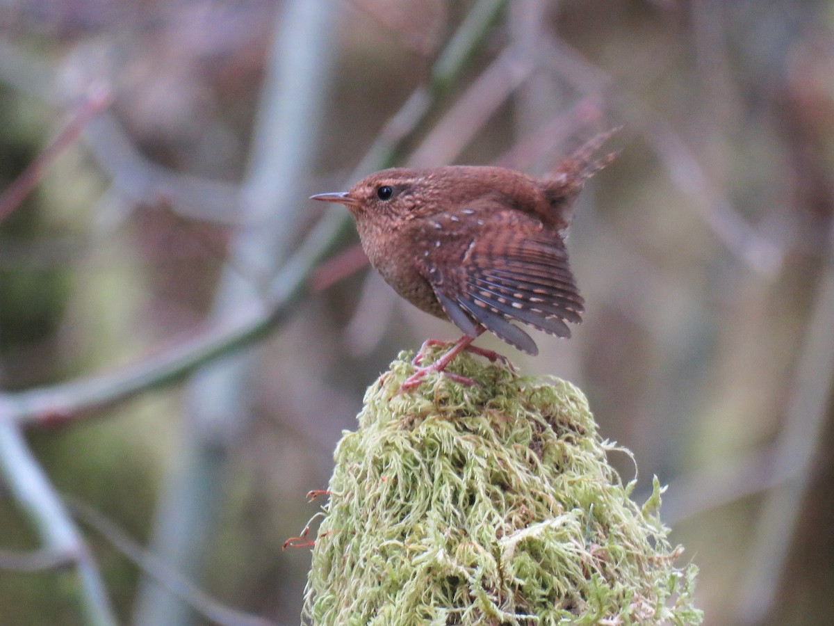 Pacific Wren - ML616351254