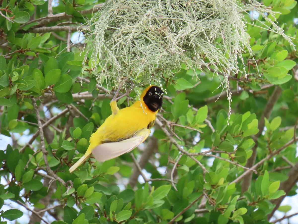 Lesser Masked-Weaver - ML616351260