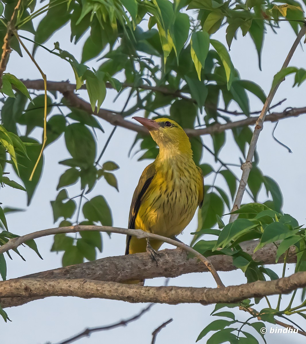 Indian Golden Oriole - Bindhu Mohan