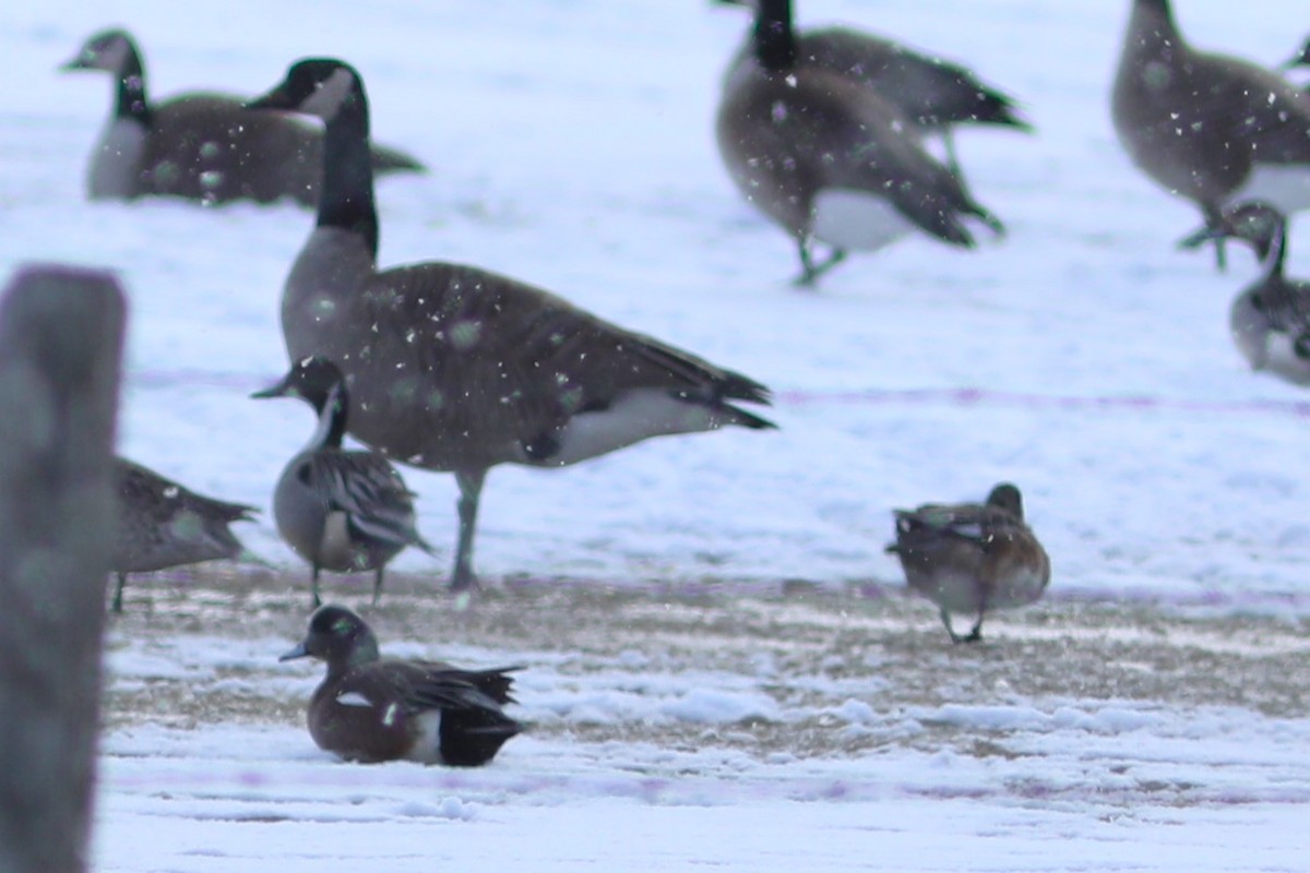 American Wigeon - ML616351436