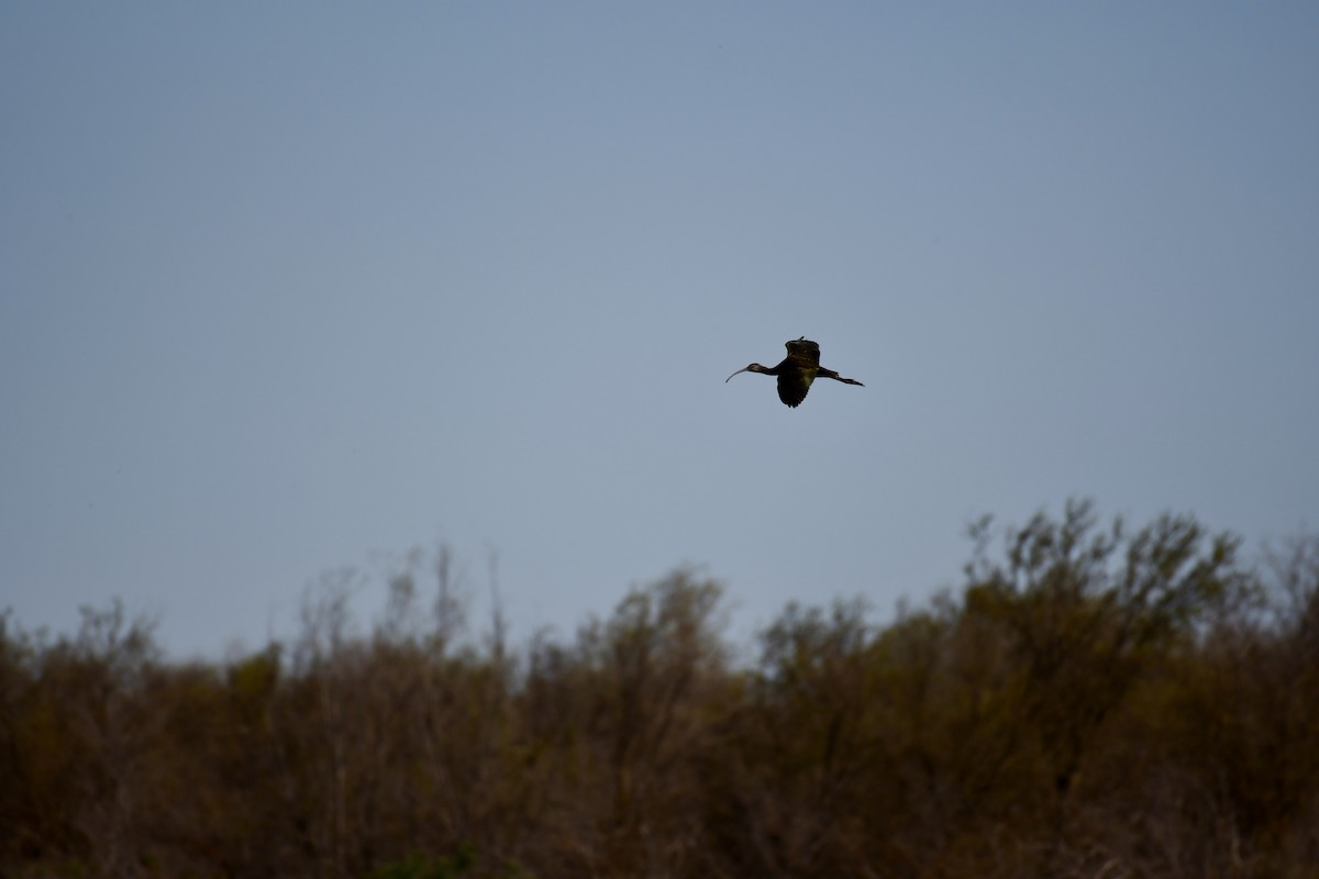 ibis americký - ML616351438