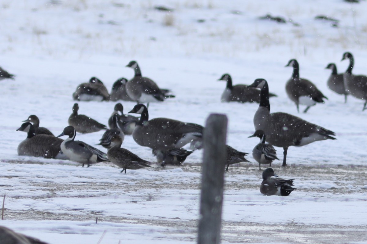 Northern Pintail - ML616351472