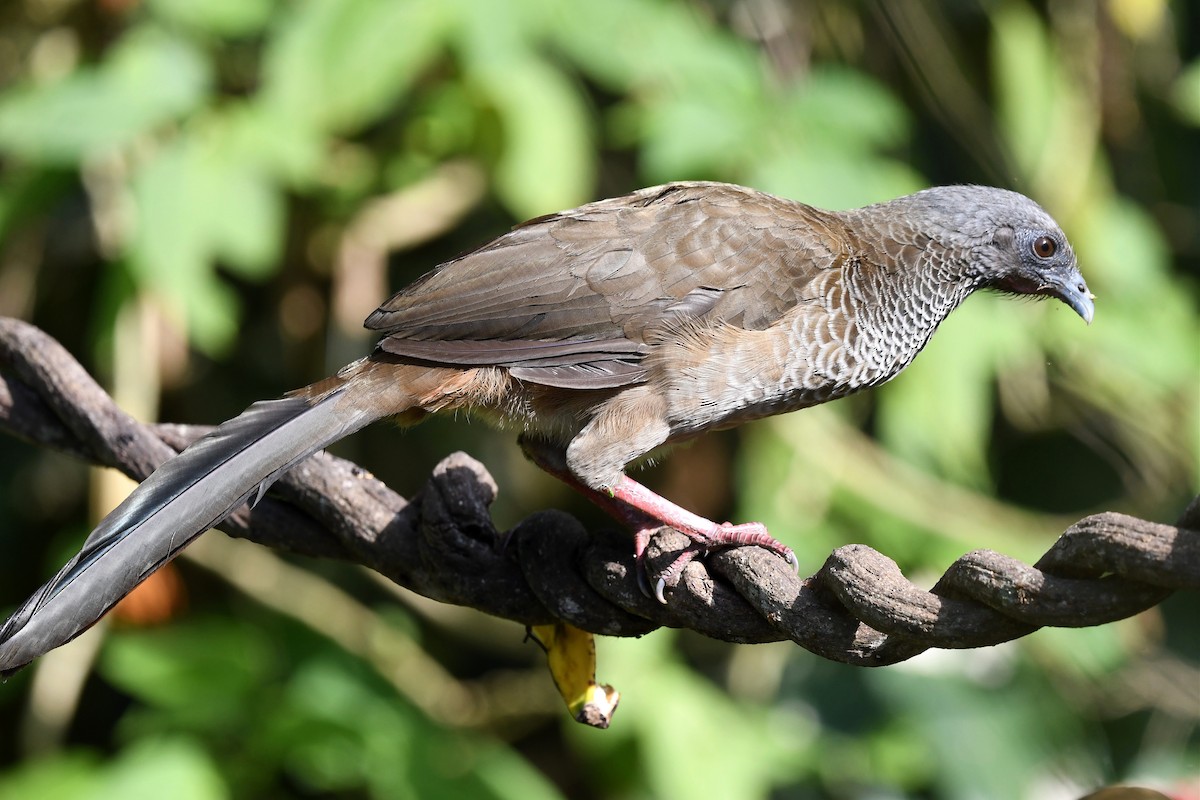 Colombian Chachalaca - ML616351482