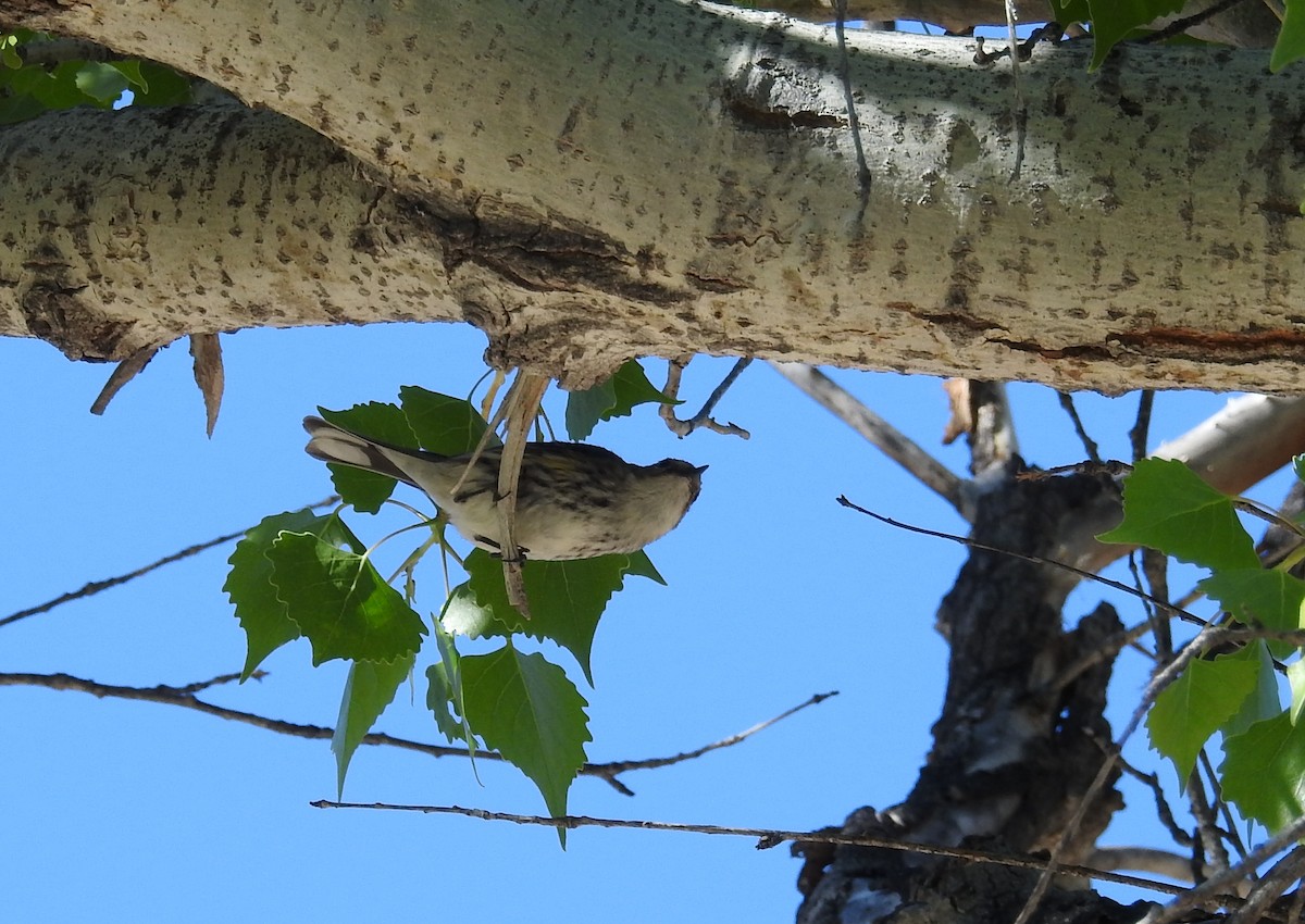 Yellow-rumped Warbler (Myrtle) - ML616351487