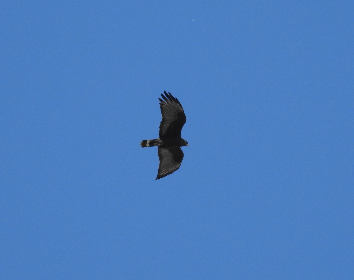 Zone-tailed Hawk - ML616351499