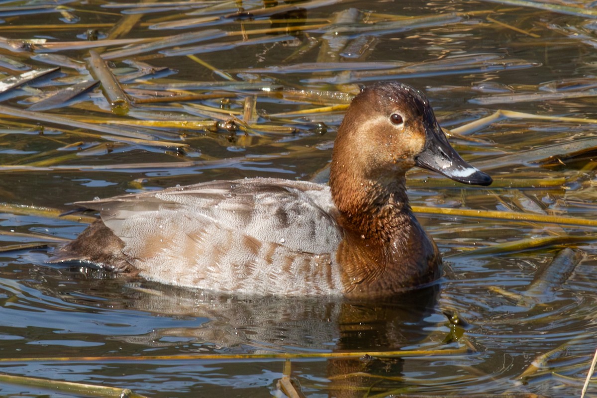 Common Pochard - ML616351550